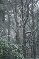 Snow, Sassafras IMG_7555